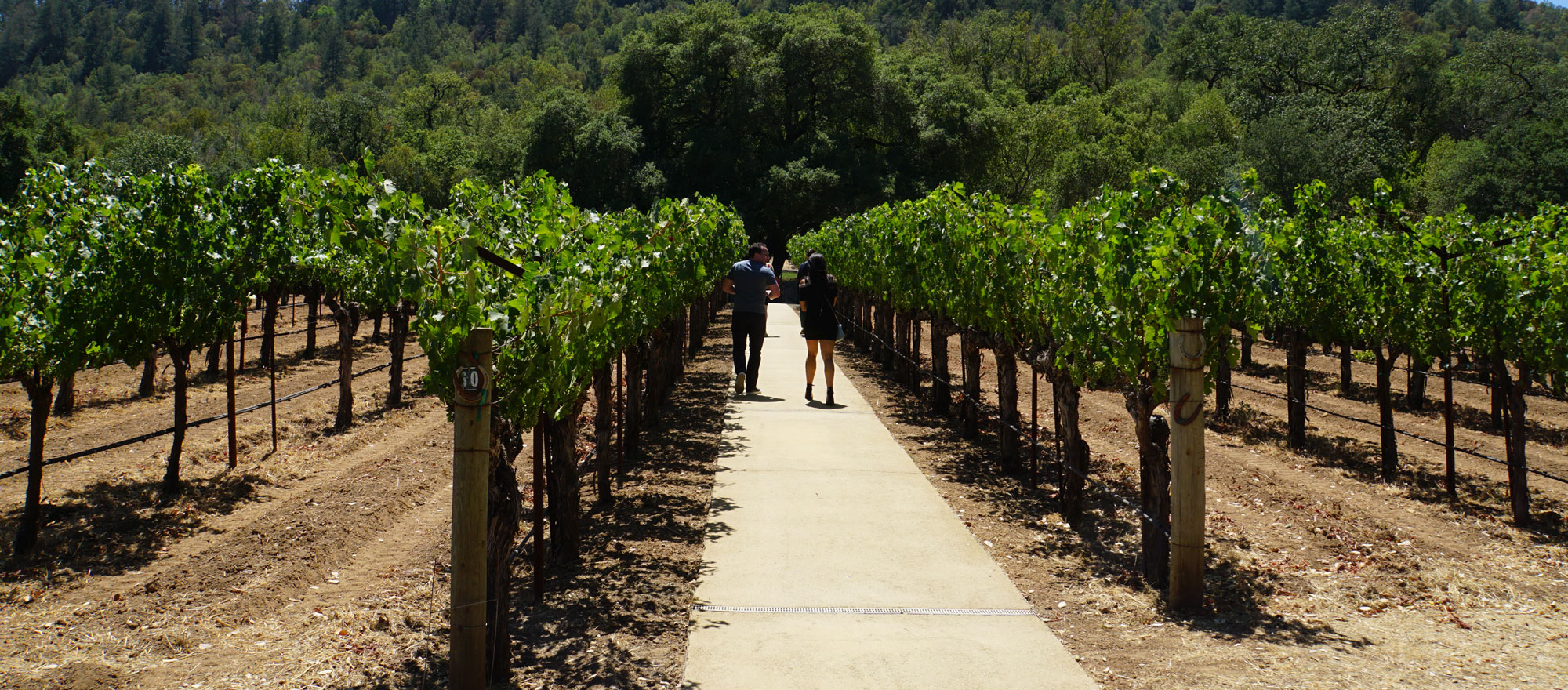 Wheels Up to Wine Country - Vimarsana News