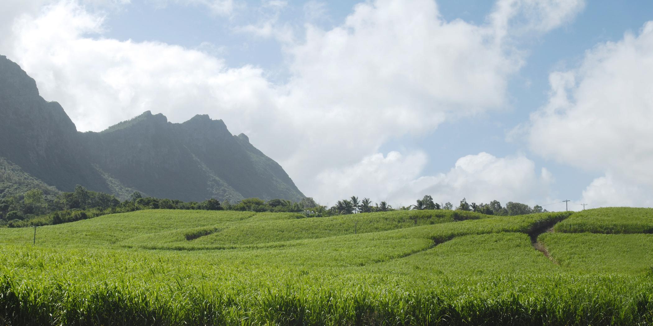 A sugarcane field.