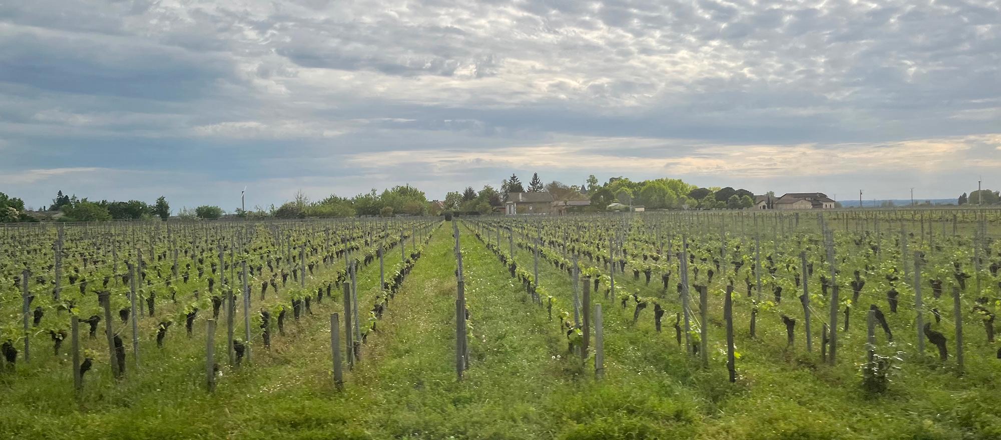 Château Dassault vineyard