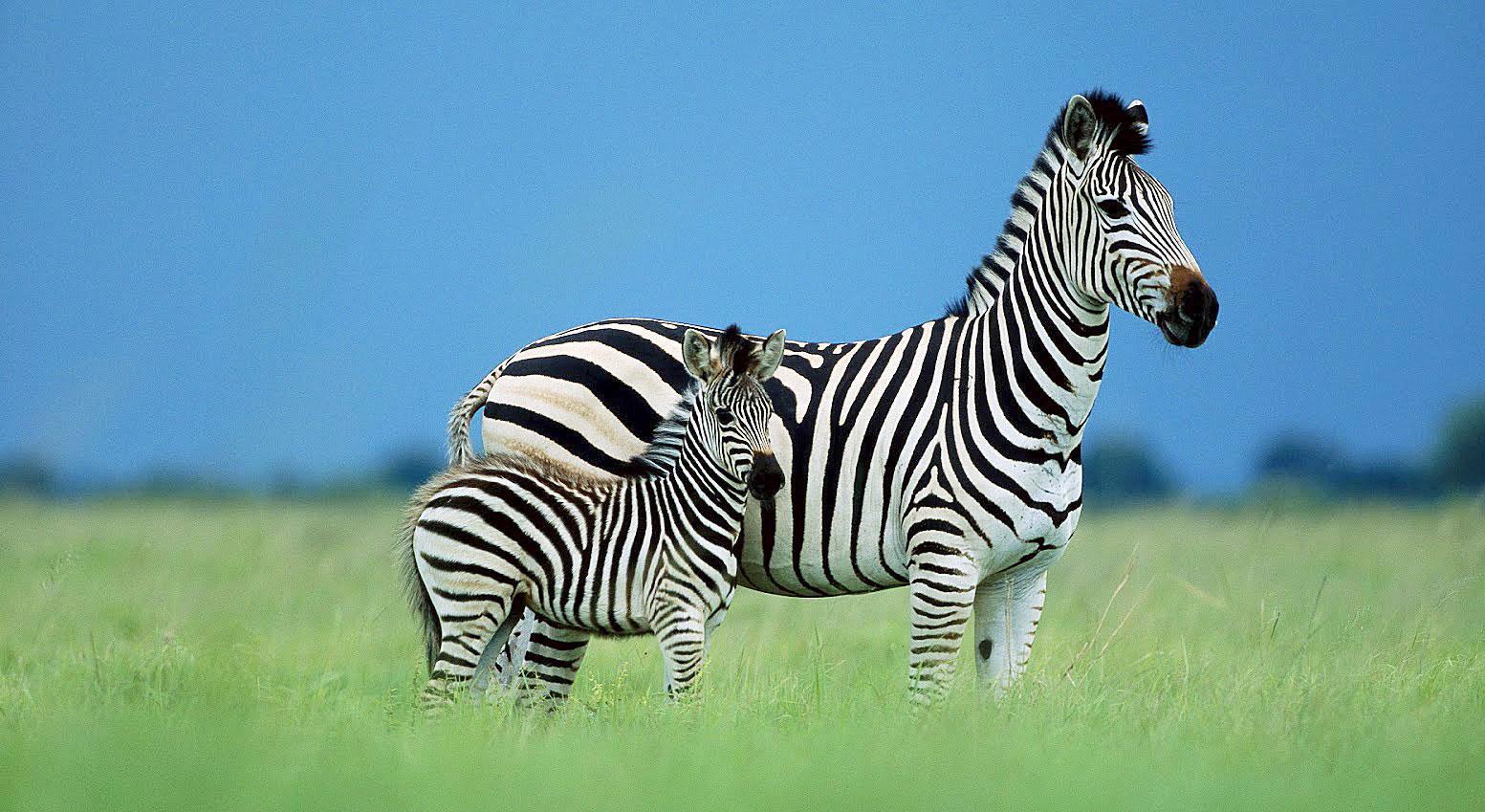 The World Wildlife Foundation’s Symbolic Species Adoptions allow critter lovers to adopt a wild animal.