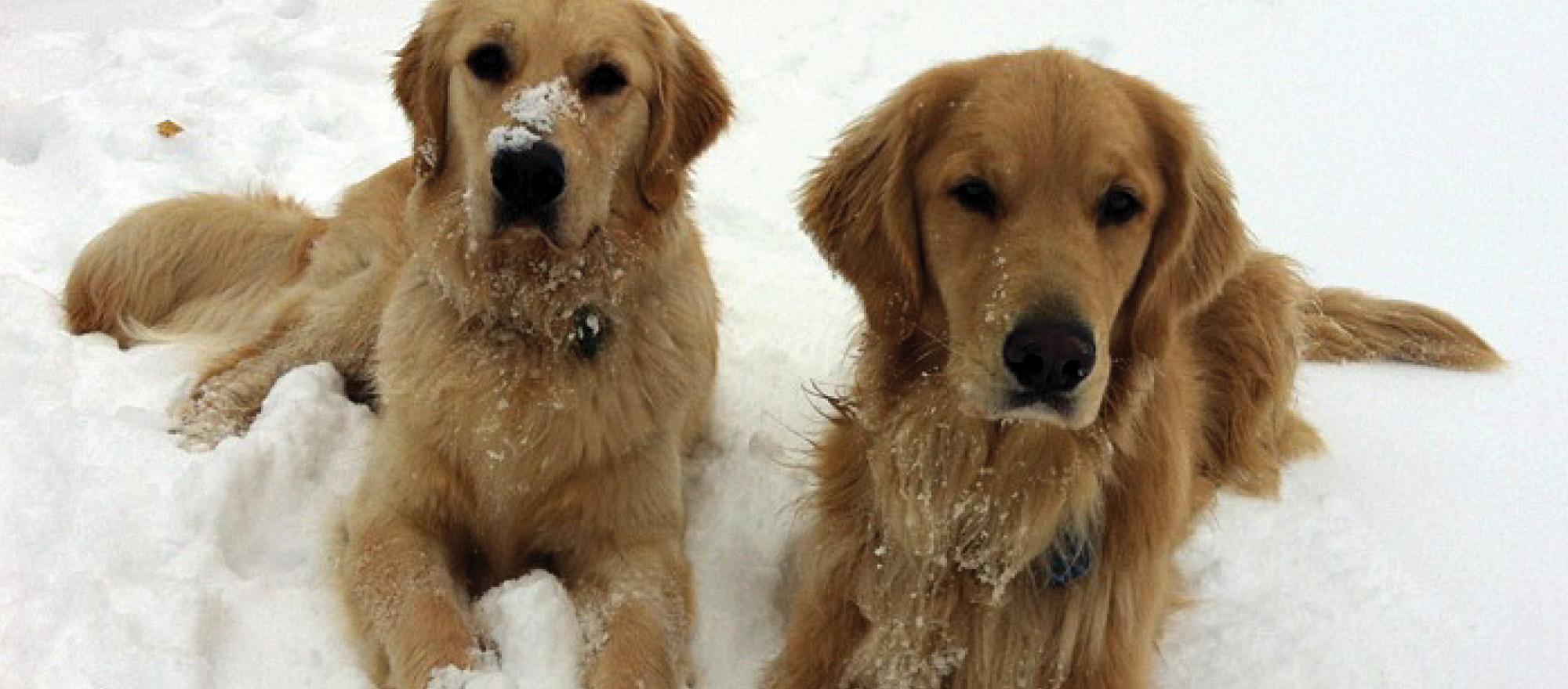 Miles and Louie Mesinger of Mesinger Jet Sales are both participating in the MAF Golden Retriever Lifetime Study.