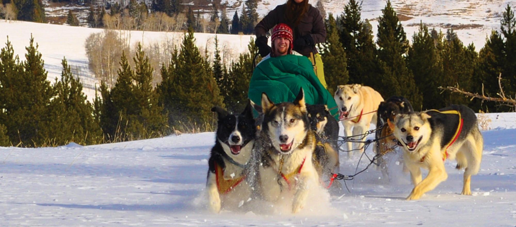 Dogsledding in Yellowstone National Park.