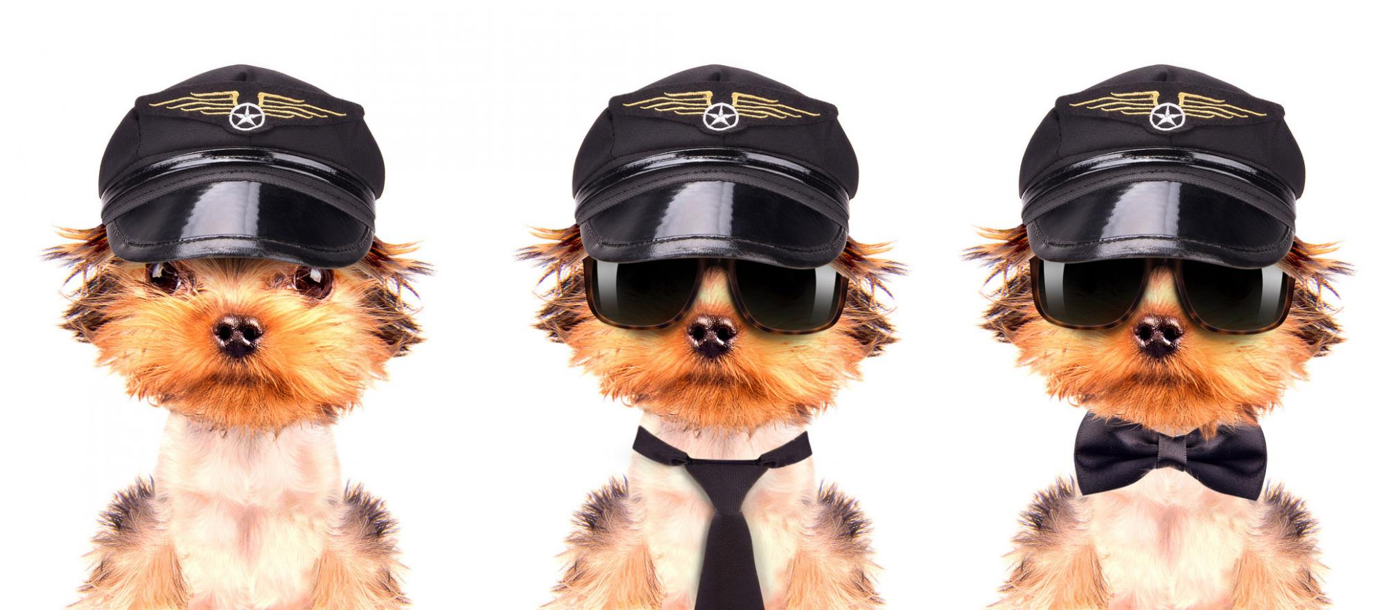Three dogs with pilot caps.
