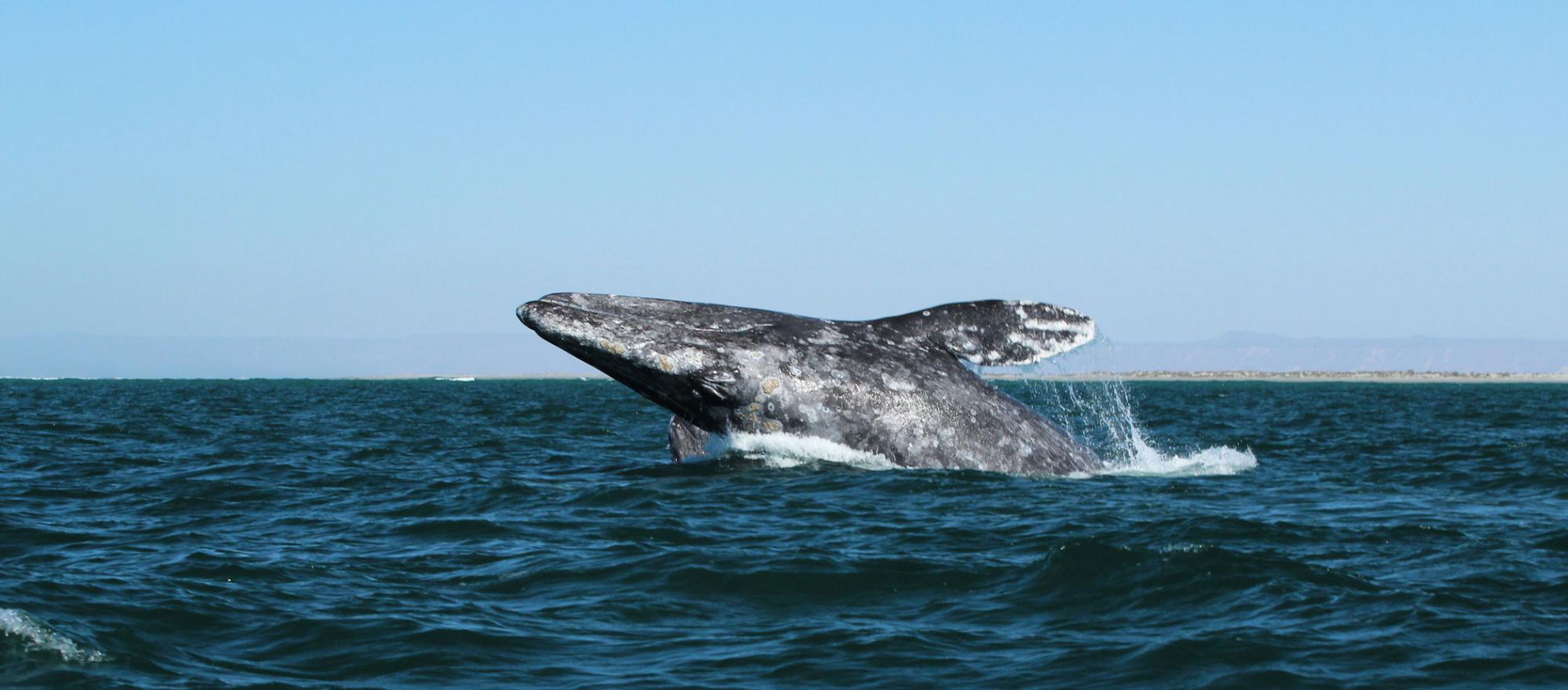 (Photo: Baja Discovery)