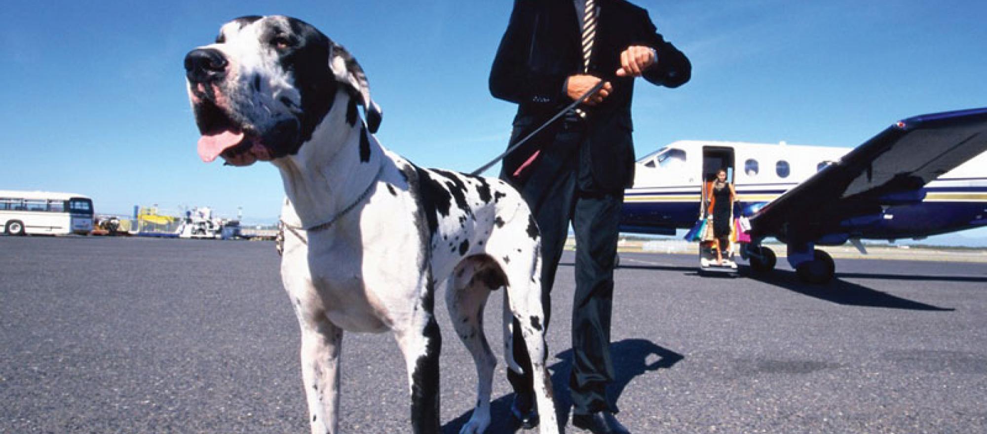 Pet peeves? Not if you follow these travel tips 