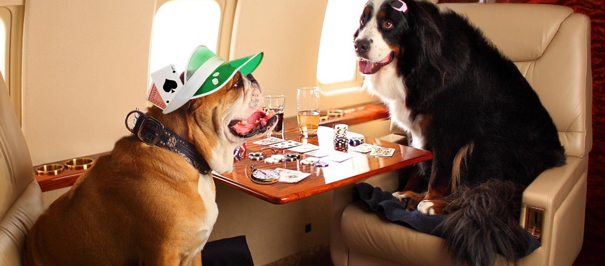 Charter Operator Donates to Help Animals