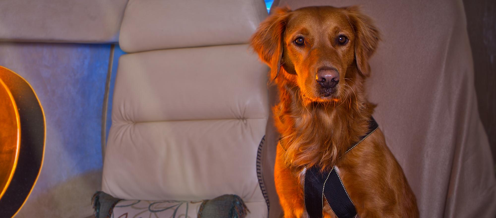 Sit 'n Stay Global Inflight Pet Safety Training