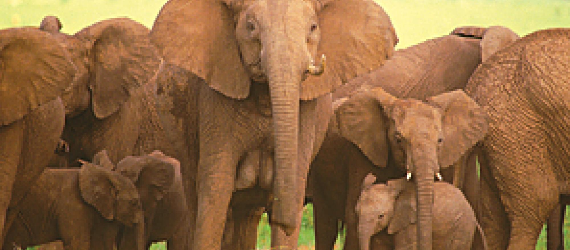 Tourists trek through Rwanda’s Parc National des Volcans, observe elephants i