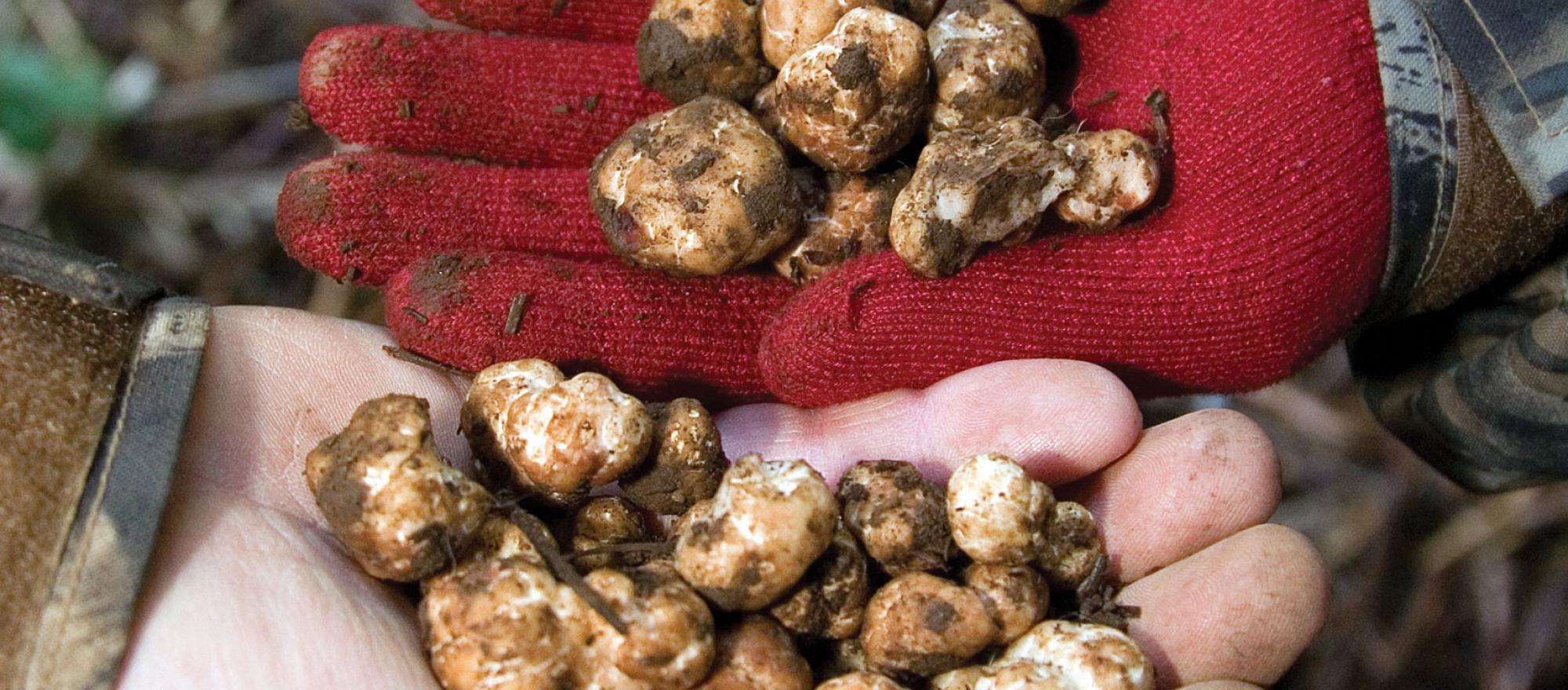 In Oregon’s lush, green Willamette Valley, black and white winter truffles grow among the roots of young Douglas firs. (Photo courtesy of Oregon Truffle Festival)