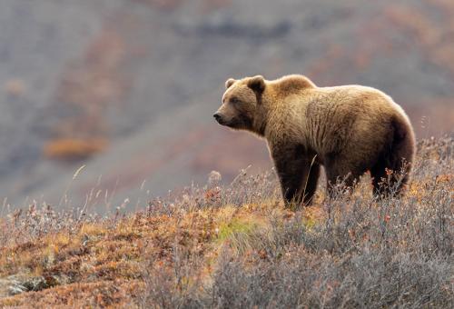 Grizzly Bear in Autumn in Denali National Park, Alaska