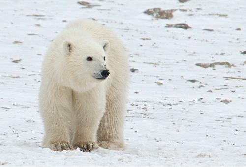 Credi: Ucumari Photography