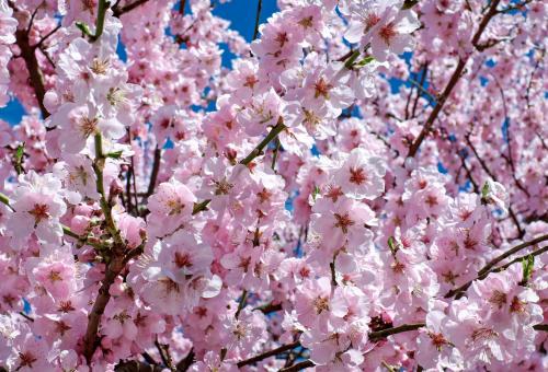  Portland Japanese Garden