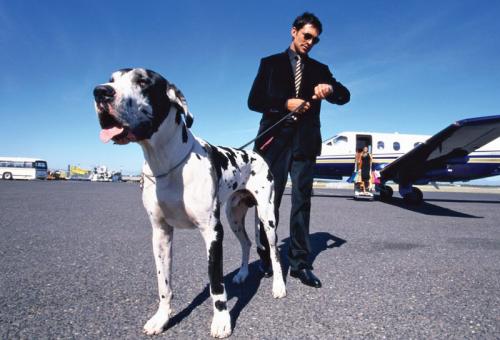 Pet peeves? Not if you follow these travel tips 