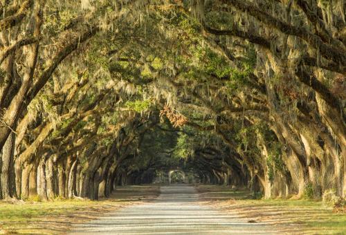 Oak tree and Spanish moss lined road in Savannah, Georgia