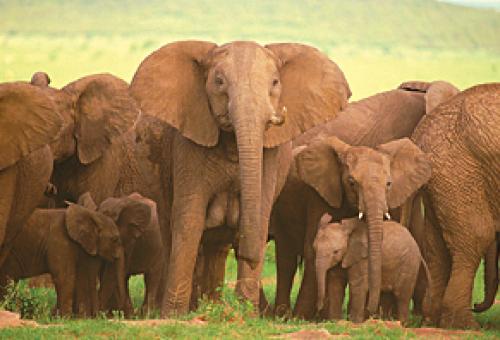 Tourists trek through Rwanda’s Parc National des Volcans, observe elephants i