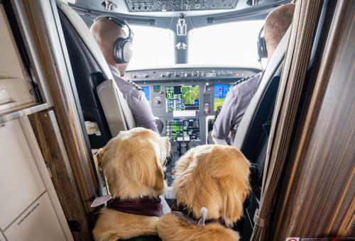 Hospital support dogs Loki and Natasha observe the pilots in the cockpit