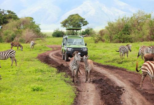 game drive with zebras